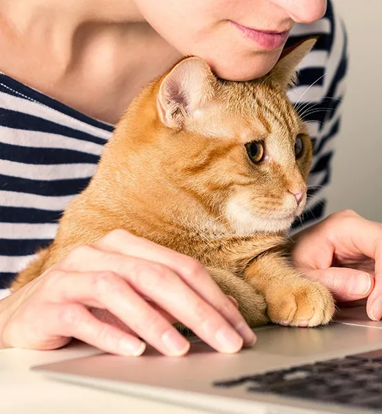 Gato no colo da tutora enquanto ela usa o computador